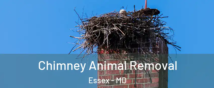 Chimney Animal Removal Essex - MD