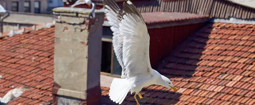 Residential Chimney Animal Removal Solution in Essex, MD