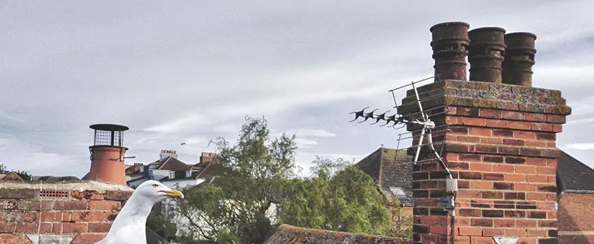 Chimney Cleaning And Restoration in Essex, Maryland